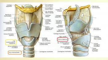 THROAT ANATOMY