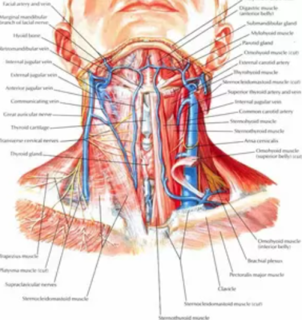 Neck Anatomy